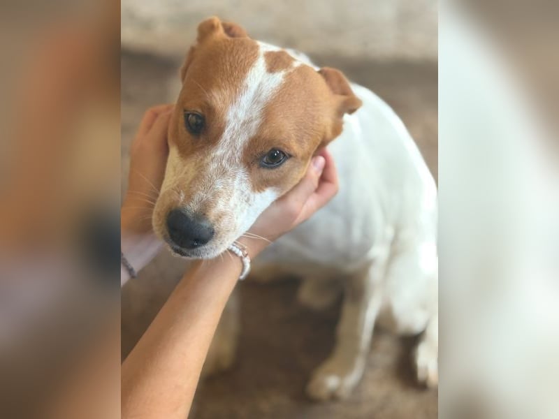 Benschi, geb. ca. 01/2025, lebt auf einer Pflegestelle in 60528 Frankfurt