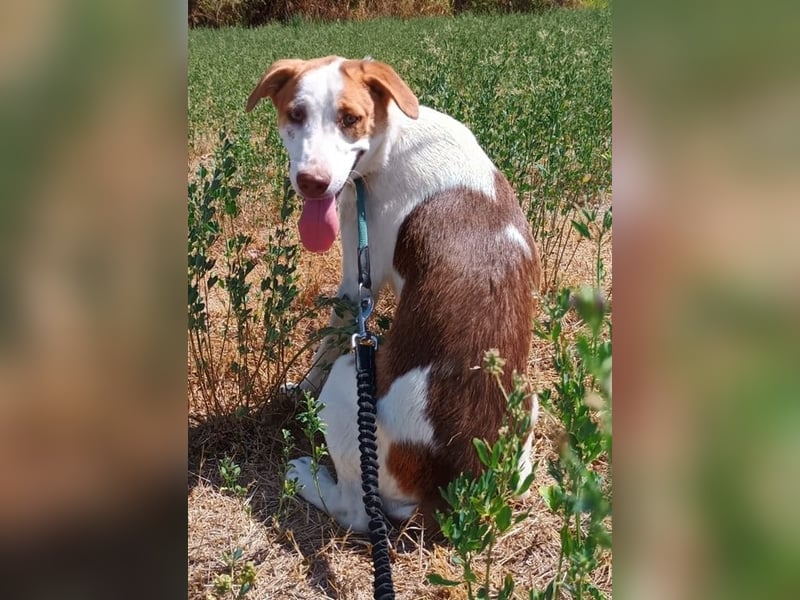 Doria, geb. ca. 12/2024, lebt in GRIECHENLAND, auf einer privaten Pflegestelle