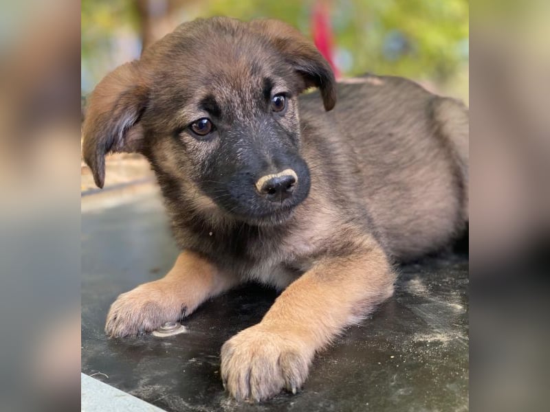 Fondue, geb. ca. 08/2025, lebt in GRIECHENLAND, auf einer privaten Pflegestelle