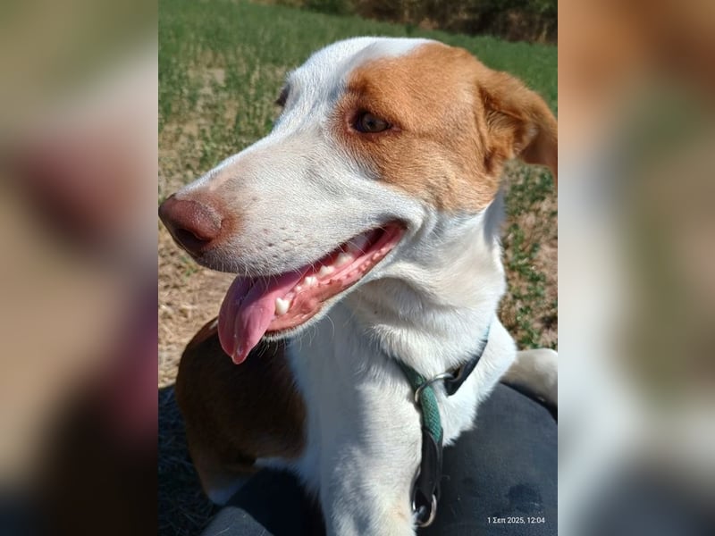 Doria, geb. ca. 12/2024, lebt in GRIECHENLAND, auf einer privaten Pflegestelle