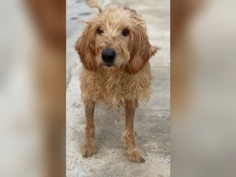 Carella, geb. ca. 10/2022, lebt in GRIECHENLAND, im städt. Tierheim Serres