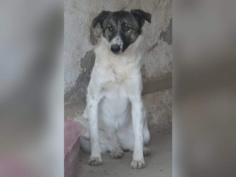 Ranja, geb. ca. 11/2023, lebt in GRIECHENLAND, auf einer privaten Pflegestelle