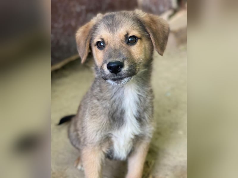 Trüffel, geb. ca. 08/2025, lebt in GRIECHENLAND, auf einer privaten Pflegestelle