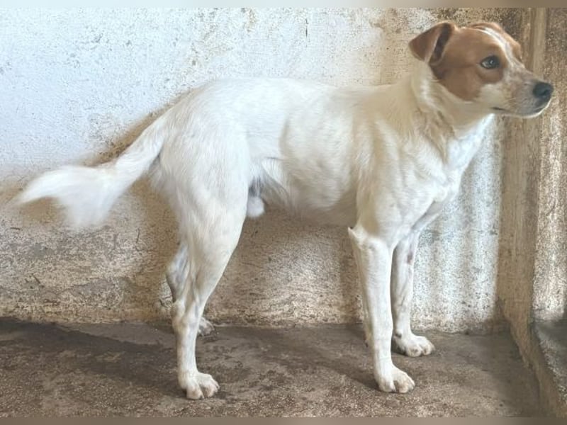 Benschi, geb. ca. 01/2025, lebt auf einer Pflegestelle in 60528 Frankfurt