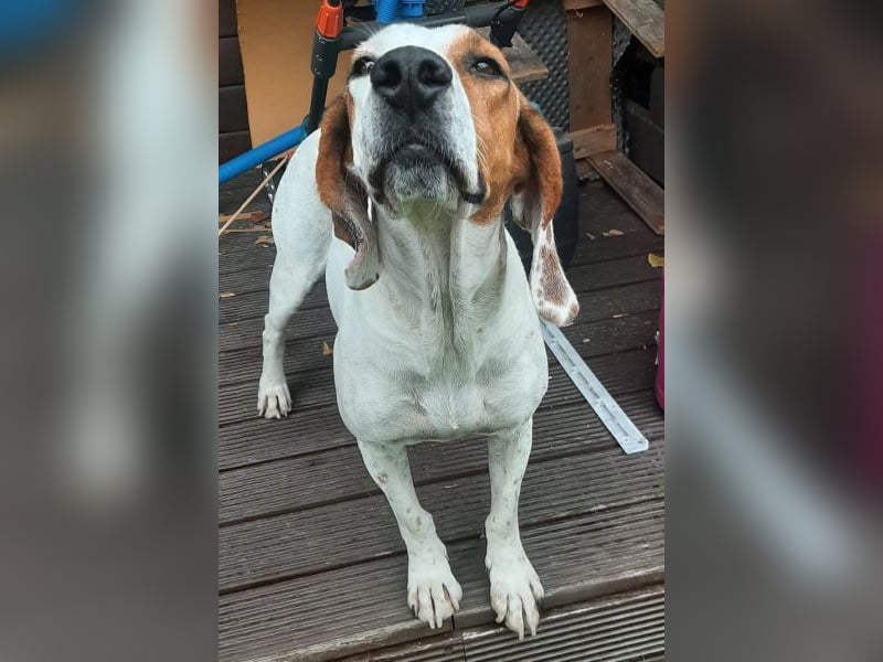 Zack, geb. ca. 10/2022, lebt auf einer Pflegestelle in 23556 Lübeck