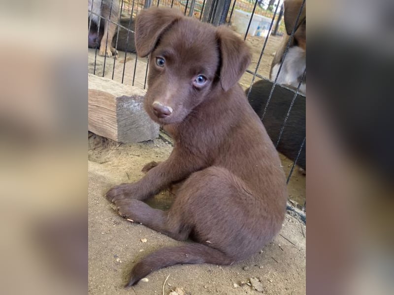 Dijon, geb. ca. 08/2025, lebt in GRIECHENLAND, auf einer privaten Pflegestelle