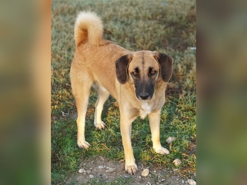Fritz, geb. ca. 05/2022, lebt in GRIECHENLAND, im städt. Tierheim Serres