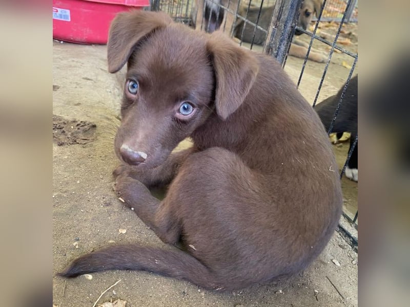 Dijon, geb. ca. 08/2025, lebt in GRIECHENLAND, auf einer privaten Pflegestelle