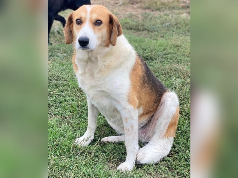 Katja, geb. ca. 12/2019, lebt in GRIECHENLAND, im städt. Tierheim Serres