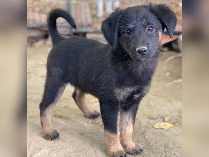 Soufflé, geb. ca. 08/2025, lebt in GRIECHENLAND, auf einer privaten Pflegestelle