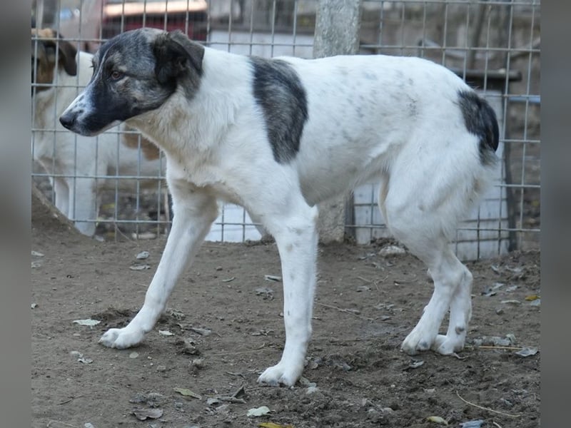 Ranja, geb. ca. 11/2023, lebt in GRIECHENLAND, auf einer privaten Pflegestelle