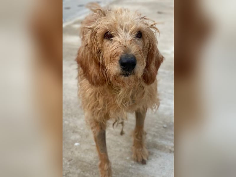 Carella, geb. ca. 10/2022, lebt in GRIECHENLAND, im städt. Tierheim Serres