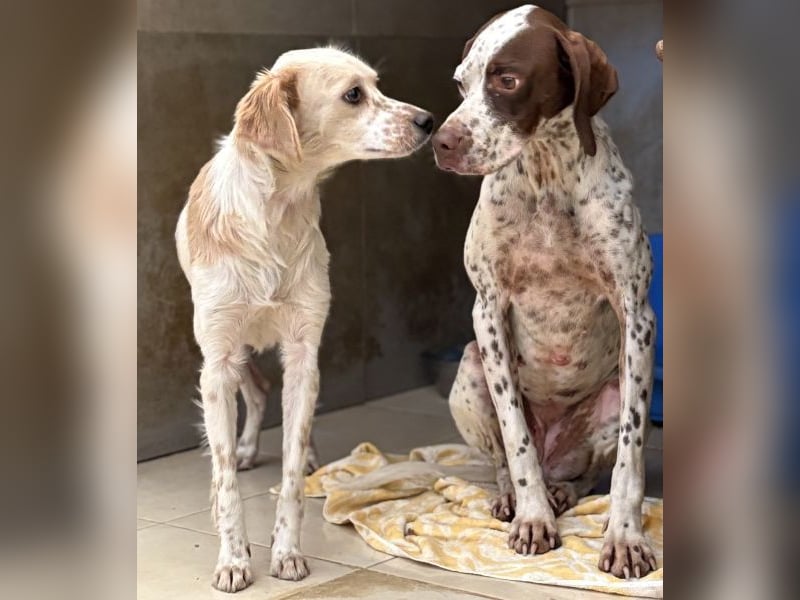 Acira, geb. ca. 04/2023, lebt in GRIECHENLAND, im städt. Tierheim Serres