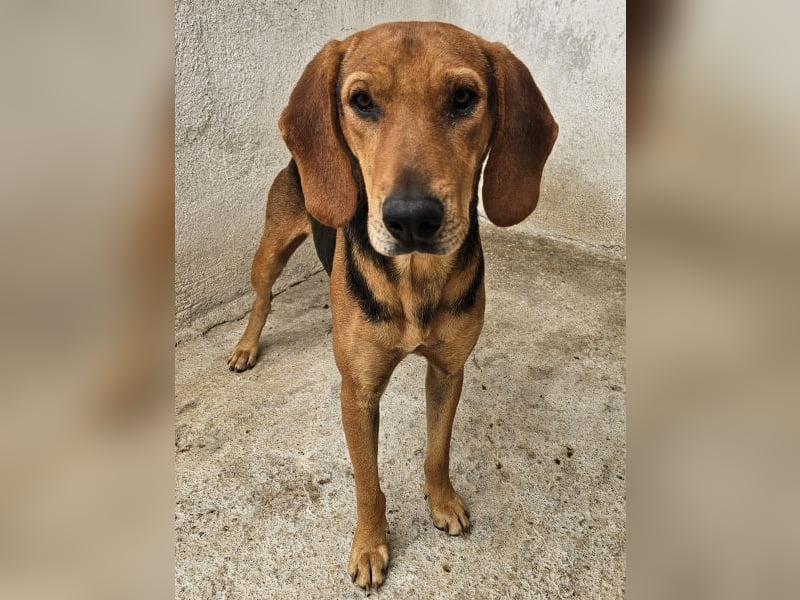 Draven, geb. ca. 11/2024, lebt in GRIECHENLAND, im städt. Tierheim Serres