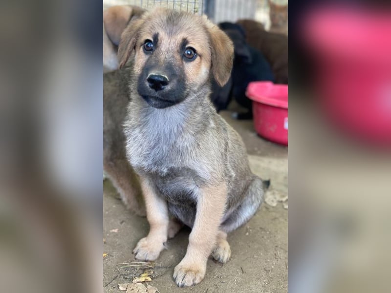 Cordon, geb. ca. 08/2025, lebt in GRIECHENLAND, auf einer privaten Pflegestelle