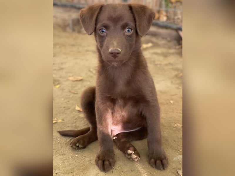 Dijon, geb. ca. 08/2025, lebt in GRIECHENLAND, auf einer privaten Pflegestelle