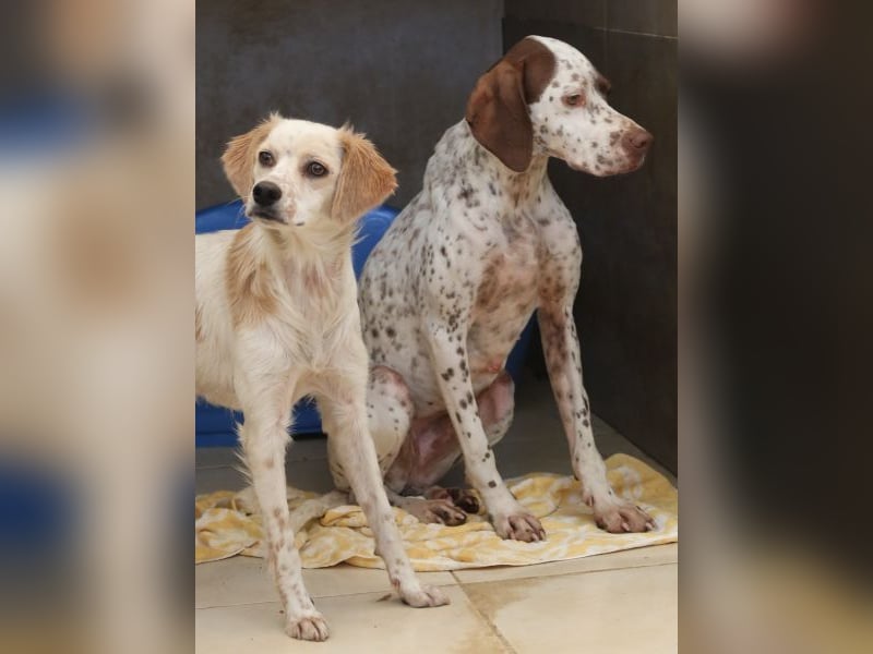 Acira, geb. ca. 04/2023, lebt in GRIECHENLAND, im städt. Tierheim Serres