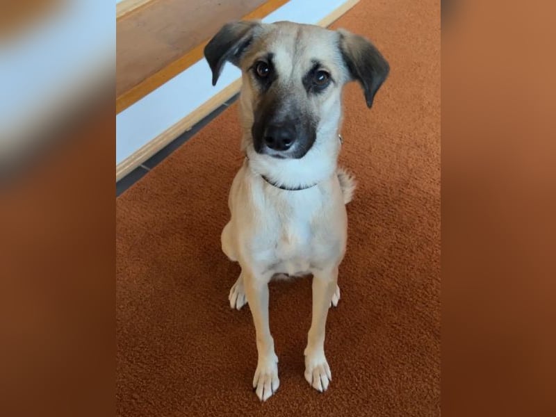 Fary, geb. ca. 02/2024, lebt auf einer Pflegestelle in 58332 Schwelm