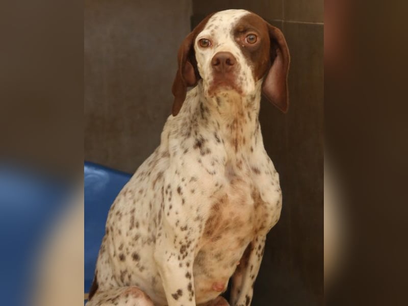 Acira, geb. ca. 04/2023, lebt in GRIECHENLAND, im städt. Tierheim Serres