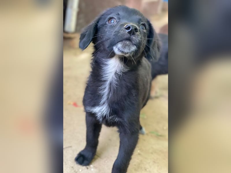 Macaron, geb. ca. 08/2025, lebt in GRIECHENLAND, auf einer privaten Pflegestelle