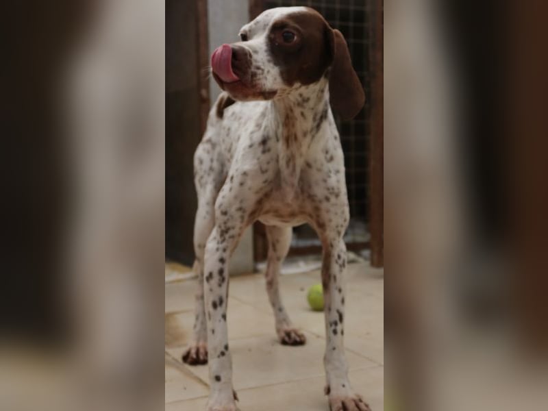 Acira, geb. ca. 04/2023, lebt in GRIECHENLAND, im städt. Tierheim Serres