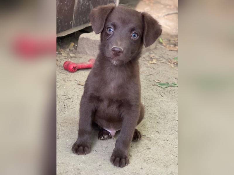Dijon, geb. ca. 08/2025, lebt in GRIECHENLAND, auf einer privaten Pflegestelle