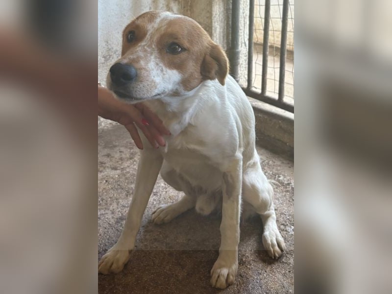 Benschi, geb. ca. 01/2025, lebt auf einer Pflegestelle in 60528 Frankfurt