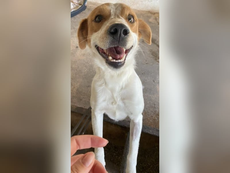 Benschi, geb. ca. 01/2025, lebt auf einer Pflegestelle in 60528 Frankfurt