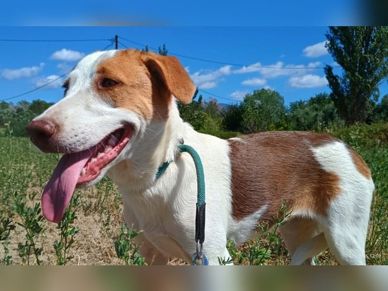 Doria, geb. ca. 12/2024, lebt in GRIECHENLAND, auf einer privaten Pflegestelle