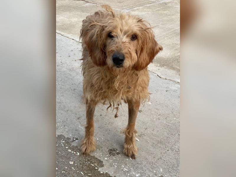 Carella, geb. ca. 10/2022, lebt in GRIECHENLAND, im städt. Tierheim Serres