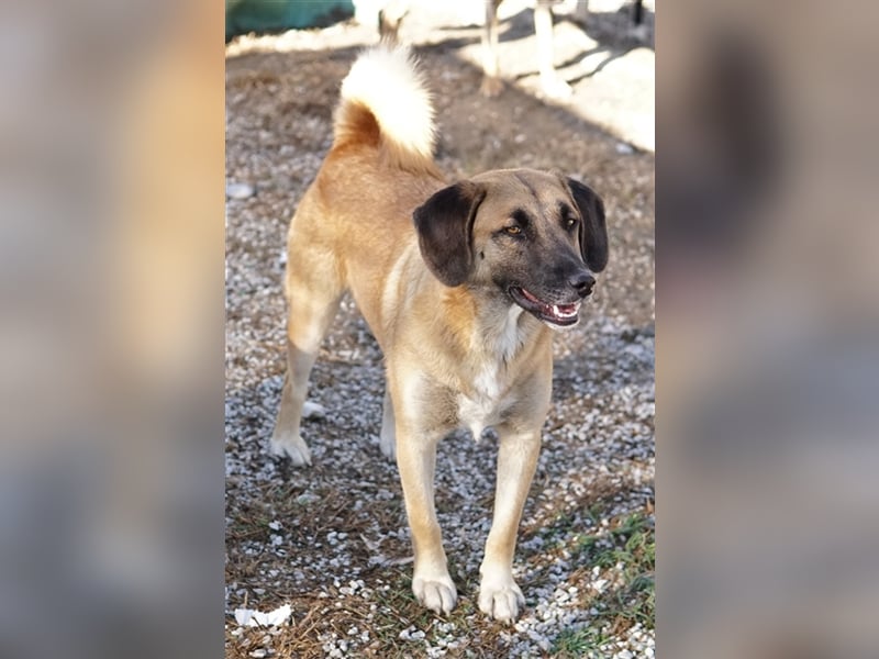 Fritz, geb. ca. 05/2022, lebt in GRIECHENLAND, im städt. Tierheim Serres