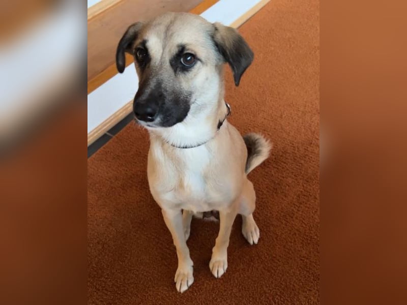 Fary, geb. ca. 02/2024, lebt auf einer Pflegestelle in 58332 Schwelm