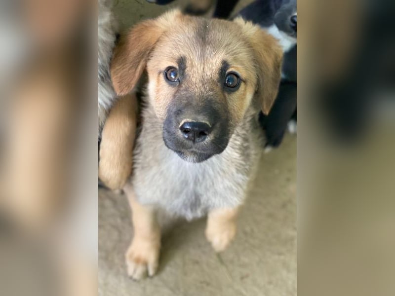 Cordon, geb. ca. 08/2025, lebt in GRIECHENLAND, auf einer privaten Pflegestelle