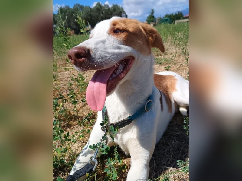 Doria, geb. ca. 12/2024, lebt in GRIECHENLAND, auf einer privaten Pflegestelle