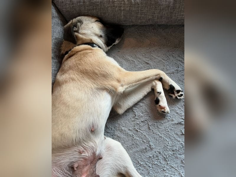 Fary, geb. ca. 02/2024, lebt auf einer Pflegestelle in 58332 Schwelm