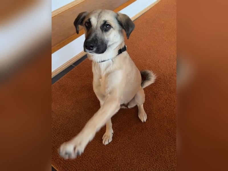 Fary, geb. ca. 02/2024, lebt auf einer Pflegestelle in 58332 Schwelm