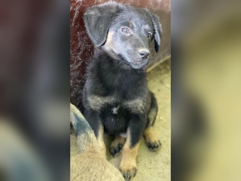 Soufflé, geb. ca. 08/2025, lebt in GRIECHENLAND, auf einer privaten Pflegestelle