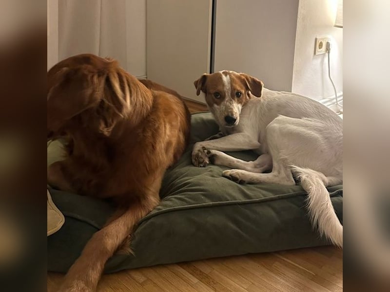 Benschi, geb. ca. 01/2025, lebt auf einer Pflegestelle in 60528 Frankfurt