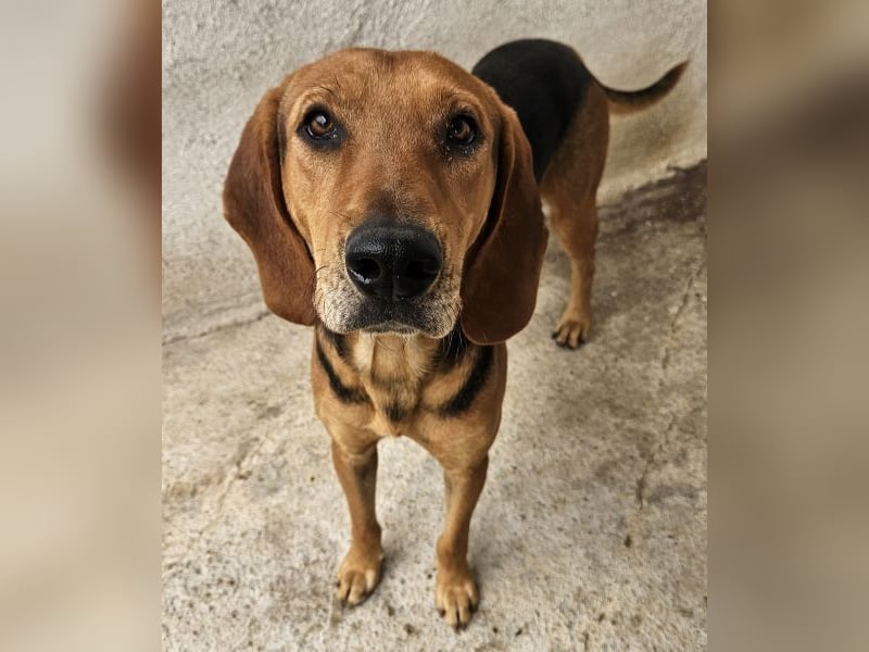 Draven, geb. ca. 11/2024, lebt in GRIECHENLAND, im städt. Tierheim Serres