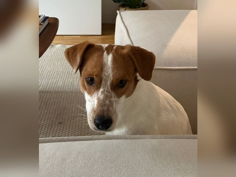 Benschi, geb. ca. 01/2025, lebt auf einer Pflegestelle in 60528 Frankfurt