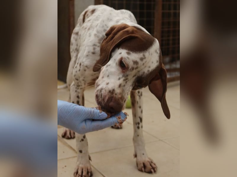 Acira, geb. ca. 04/2023, lebt in GRIECHENLAND, im städt. Tierheim Serres