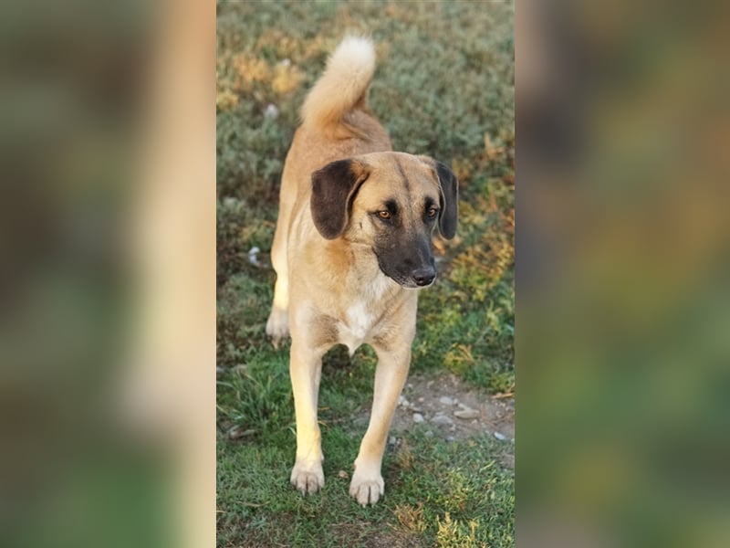 Fritz, geb. ca. 05/2022, lebt in GRIECHENLAND, im städt. Tierheim Serres