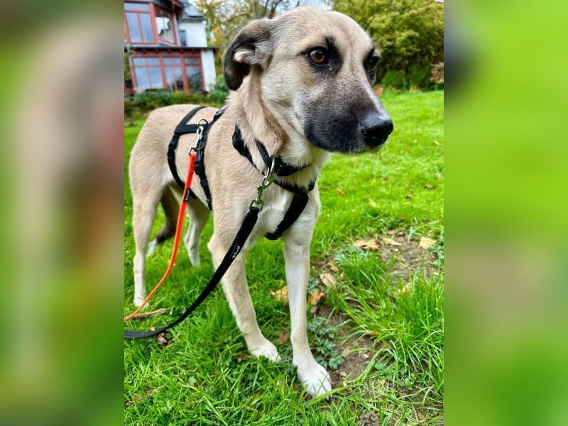 Fary, geb. ca. 02/2024, lebt auf einer Pflegestelle in 58332 Schwelm