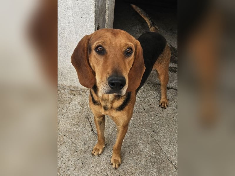 Draven, geb. ca. 11/2024, lebt in GRIECHENLAND, im städt. Tierheim Serres