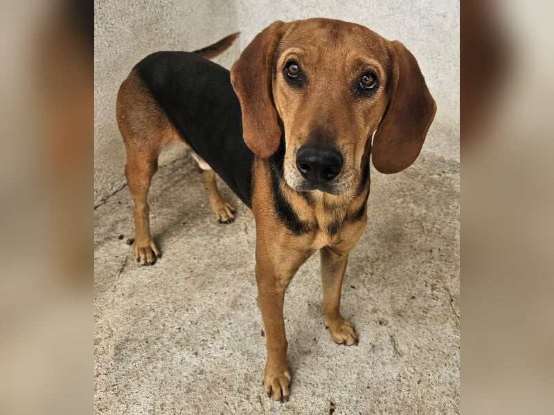 Draven, geb. ca. 11/2024, lebt in GRIECHENLAND, im städt. Tierheim Serres