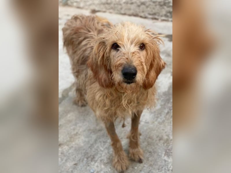 Carella, geb. ca. 10/2022, lebt in GRIECHENLAND, im städt. Tierheim Serres