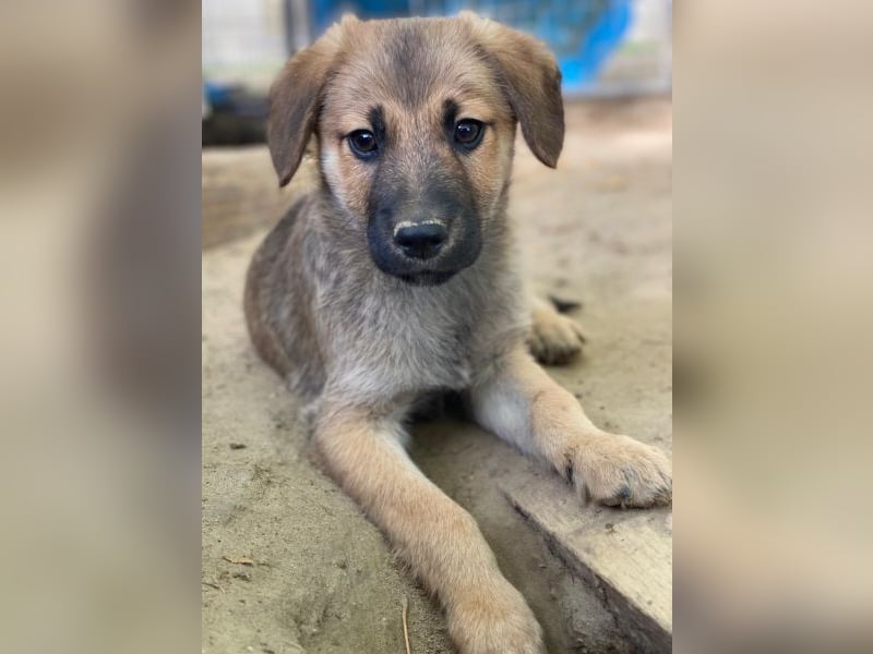 Cordon, geb. ca. 08/2025, lebt in GRIECHENLAND, auf einer privaten Pflegestelle