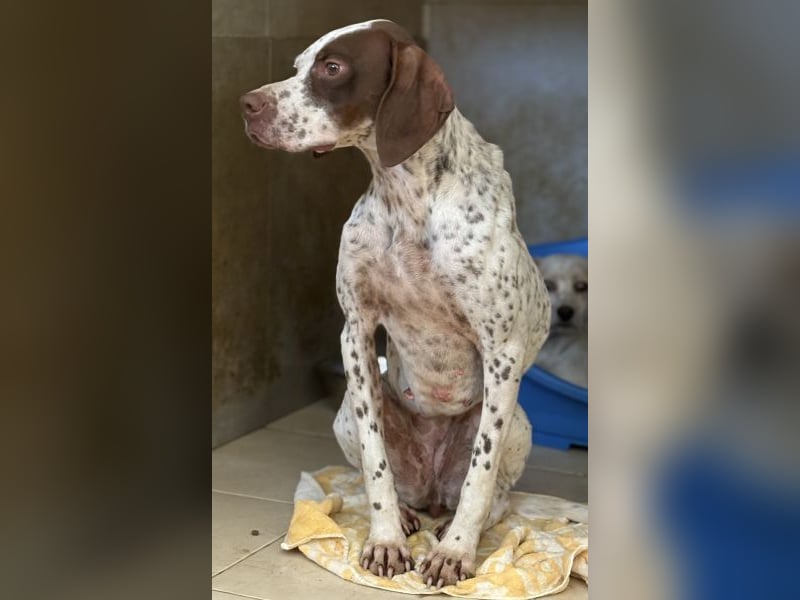 Acira, geb. ca. 04/2023, lebt in GRIECHENLAND, im städt. Tierheim Serres