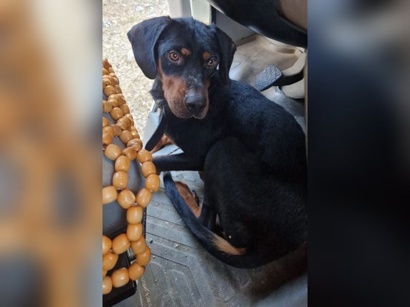 Sigma, geb. ca. 04/2024, lebt in GRIECHENLAND, im städt. Tierheim Serres Sigma, geb. ca. 04/2024, lebt in GRIECHENLAND, im städt. Tierheim Serres