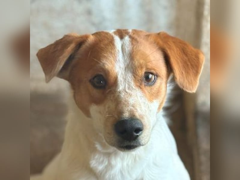 Benschi, geb. ca. 01/2025, lebt auf einer Pflegestelle in 60528 Frankfurt